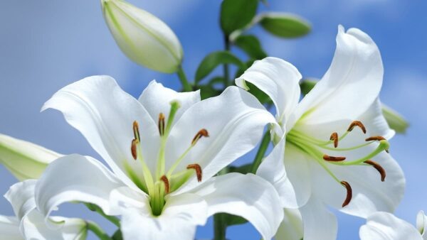 Лилии. Фото: CIAR BYRNE FOR THE DAILY MAIL