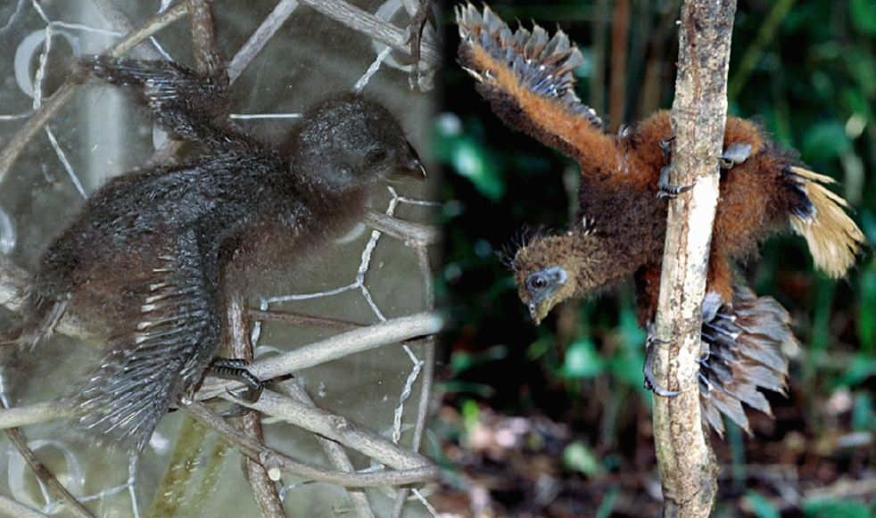 Цепкие когти птенцов.