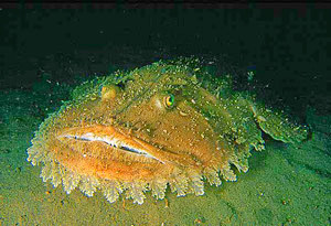 Чернобрюхий удильщик