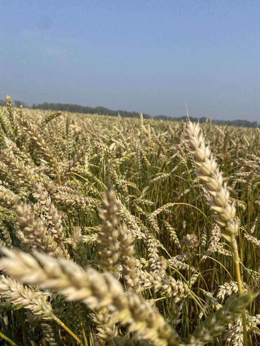 Сорт Нерда в поле