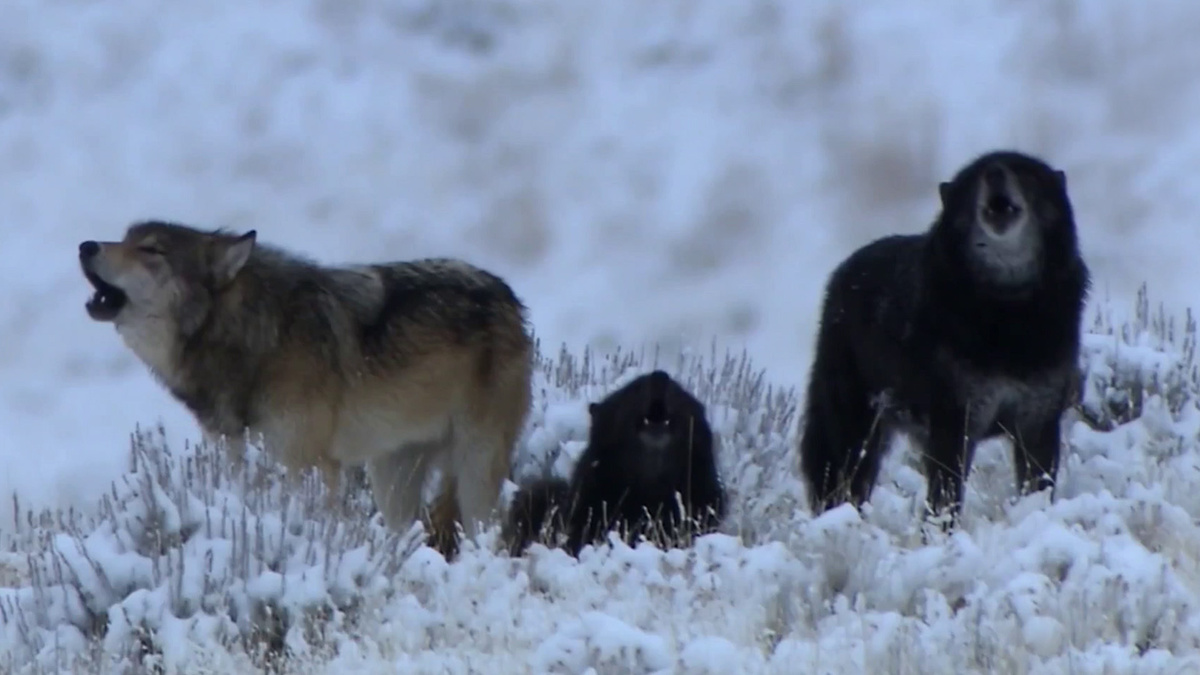    Первый канал