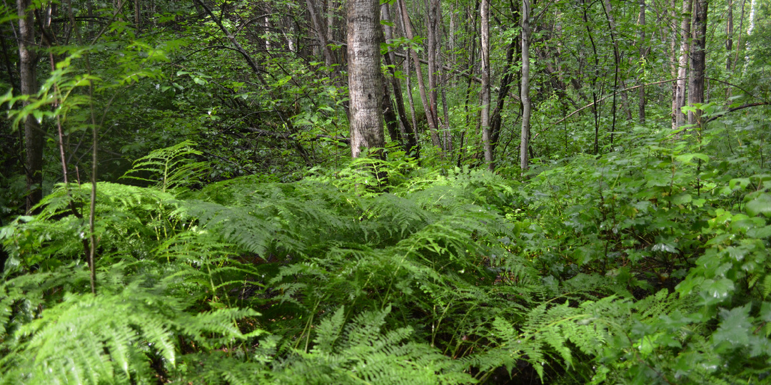 Про медведей иногда до смешного... и соболиные путики.