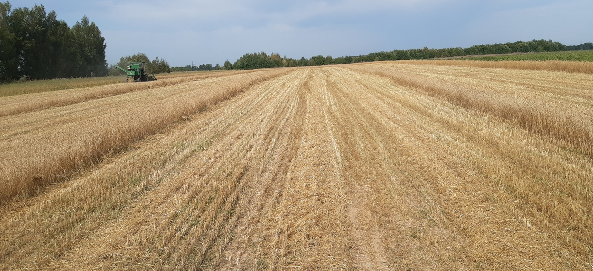 Уборка опыта по вариантам в 2022 году