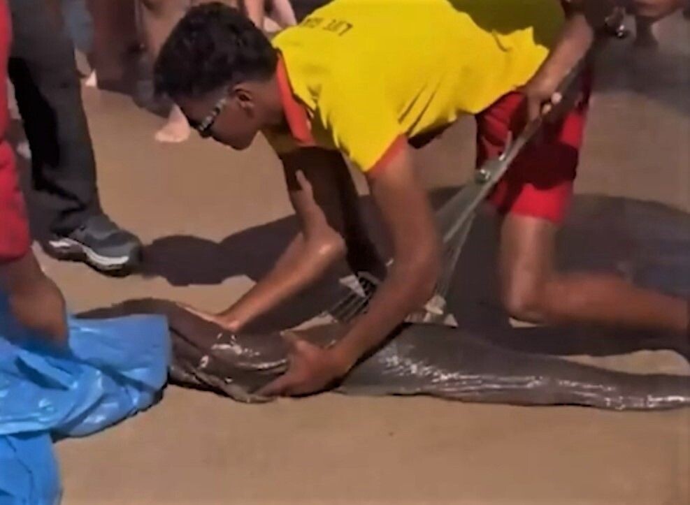     / Источник: Кадр из видео