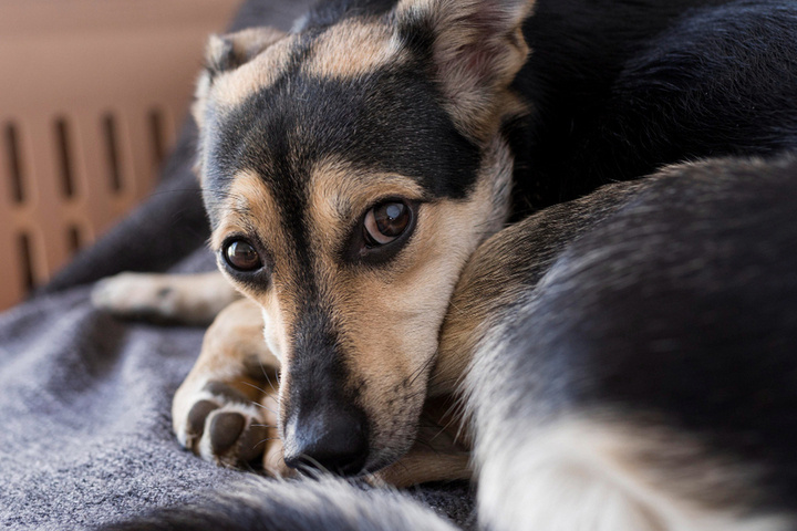 Кировским владельцам животных напомнили о безопасности в Новый год