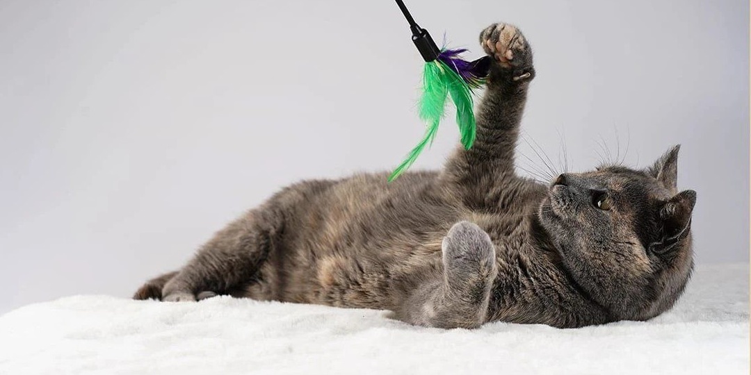 Почему ваша кошка вдруг стала "хулиганкой": главные секреты спокойной жизни с пушистым тираном