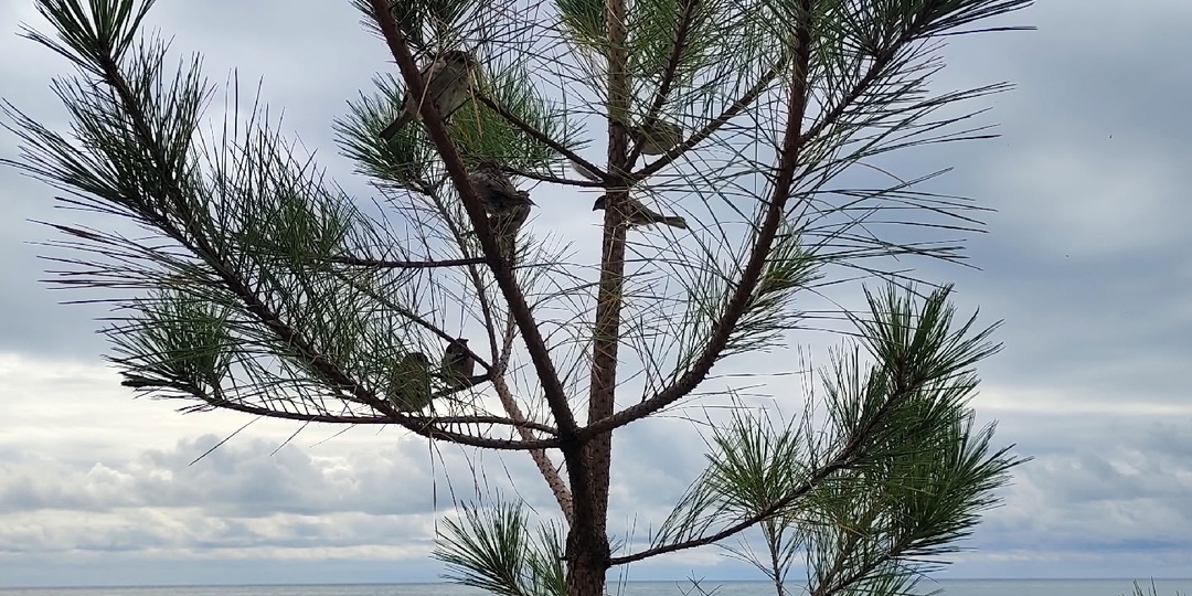 Отзыв о поездке в Абхазию осенью. Кругом всё разваливается, зато дёшево и вкусно! До монастыря не добрались, в пещере — замёрзли