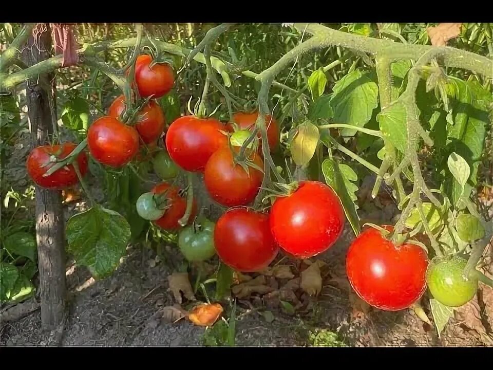 Ляна