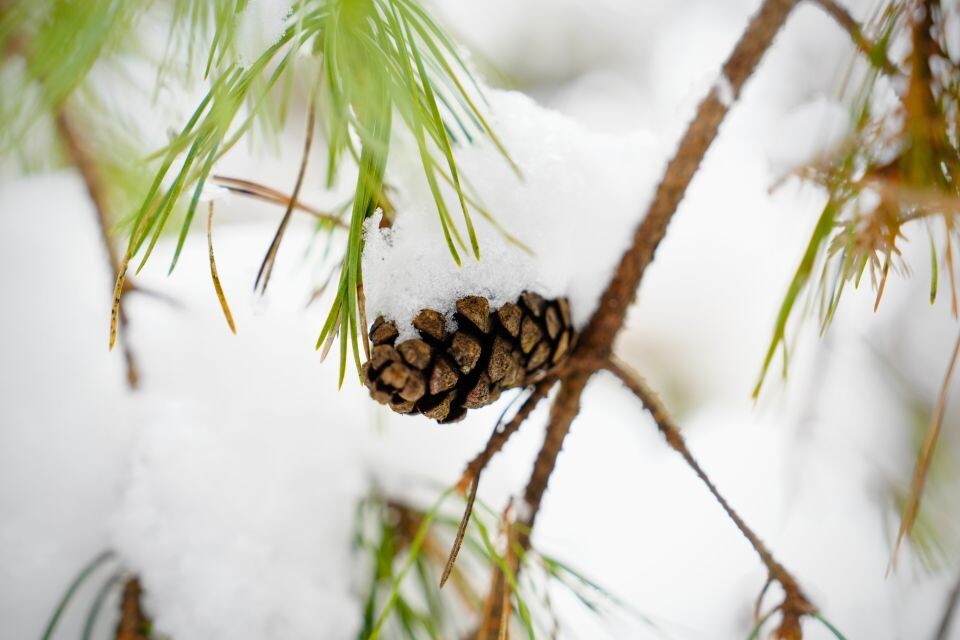    Погода. Зима. Снег.. Источник: Фото: Андрей Сороко