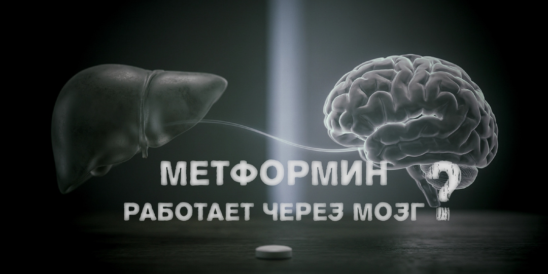 Метформин в 2025: почему теперь говорят, что он “работает через мозг”