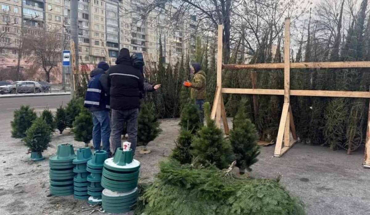     Незаконная торговля елками. Источник: spb.kp.ru Автор фото: ККИ