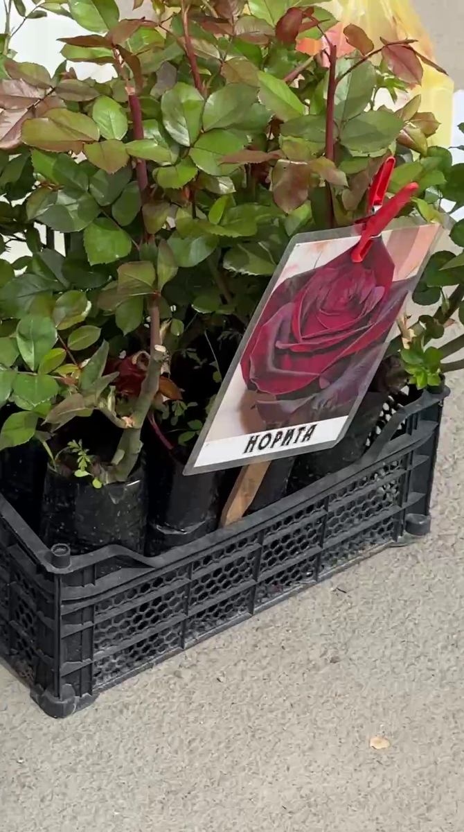 Рудбекия – канал про цветы. Роза "Норита".