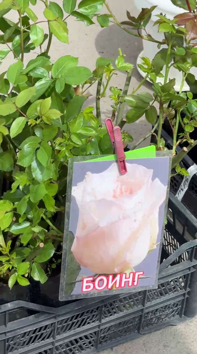 Рудбекия – канал про цветы. Роза "Боинг".