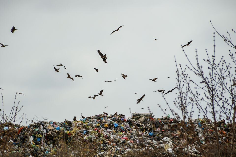    Свалка. Мусор. Отходы. Источник: Виталий Барабаш/"Толк"