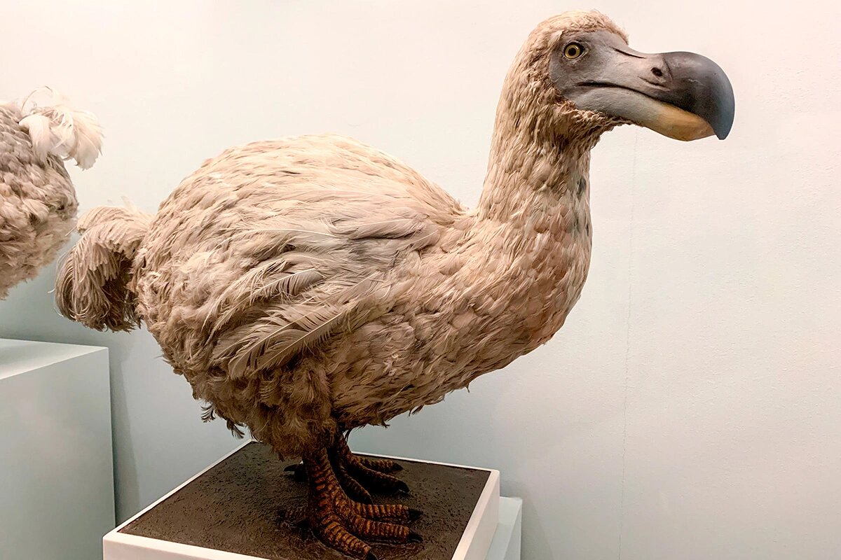 Додо выглядел неуклюжим, но на самом деле был просто слишком добрым для этого мира.