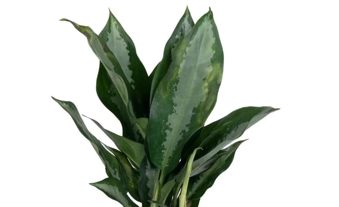 Aglaonema 'Pattaya Beauty'