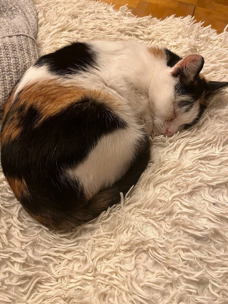     «Счастливый хвост»