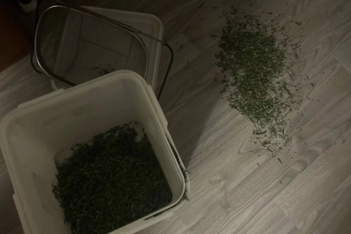    В Пыталовском районе мужчину задержали за хранение марихуаны у себя дома