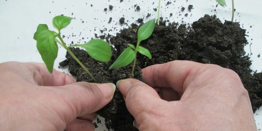 Как и когда проводить пикировку рассады