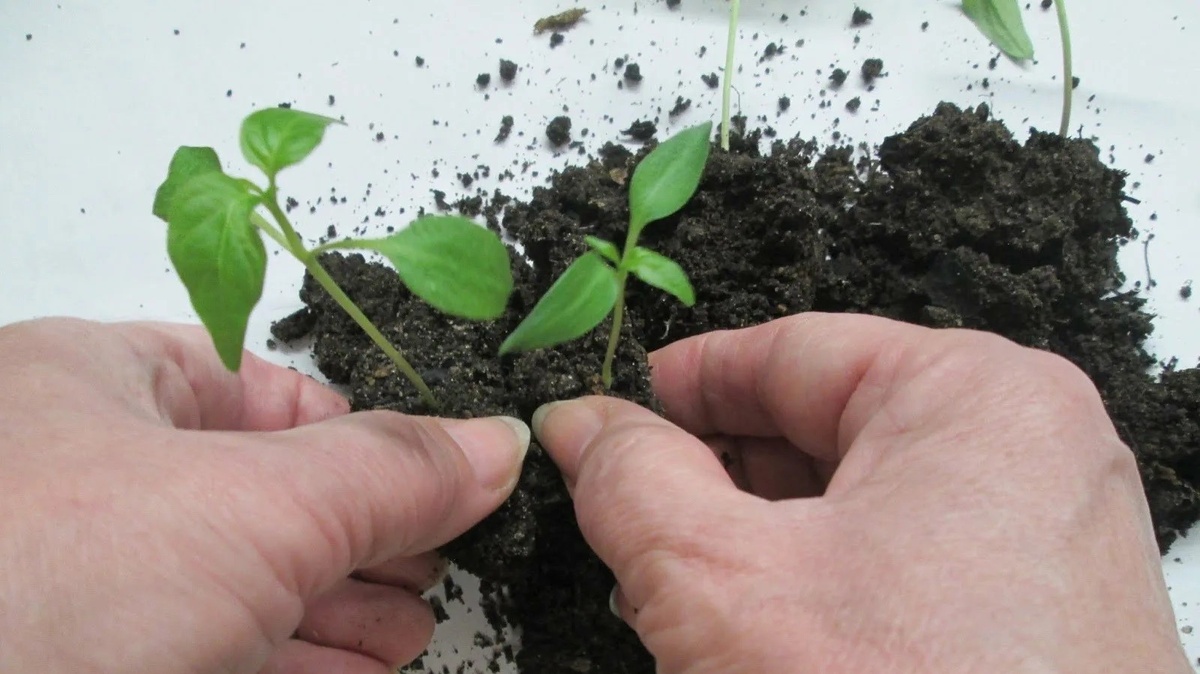 Пикировка рассады