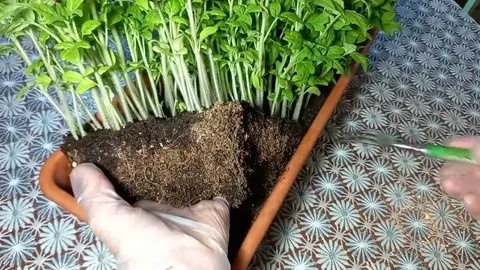 Как пикировать рассаду