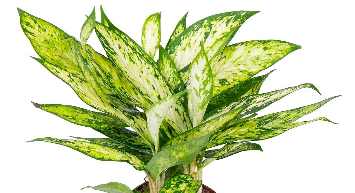 Dieffenbachia Star Bright 