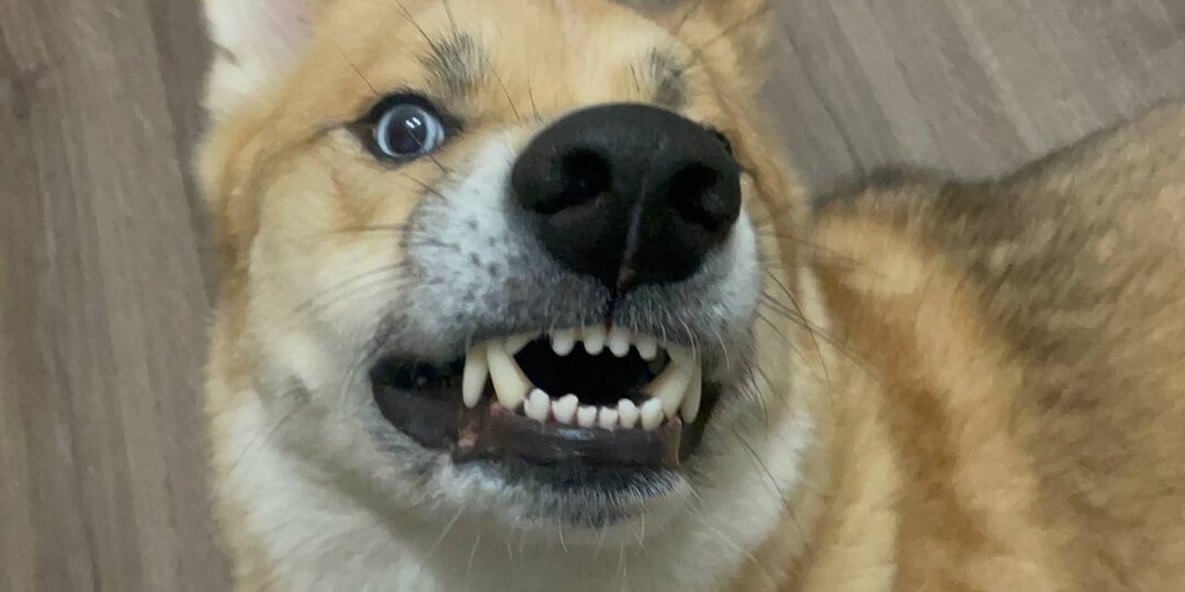 Давно от нас не было трешака, да?