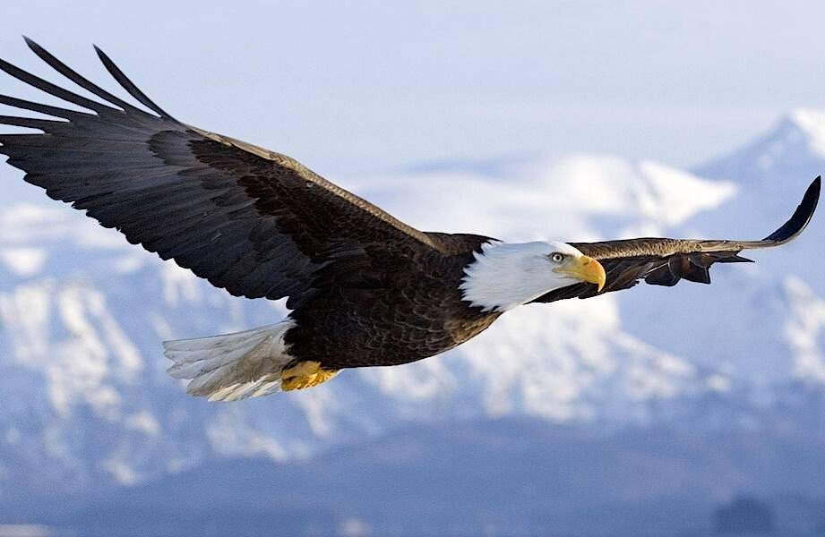 Взгляд, способный увидеть мельчайшую добычу с недосягаемой высоты.