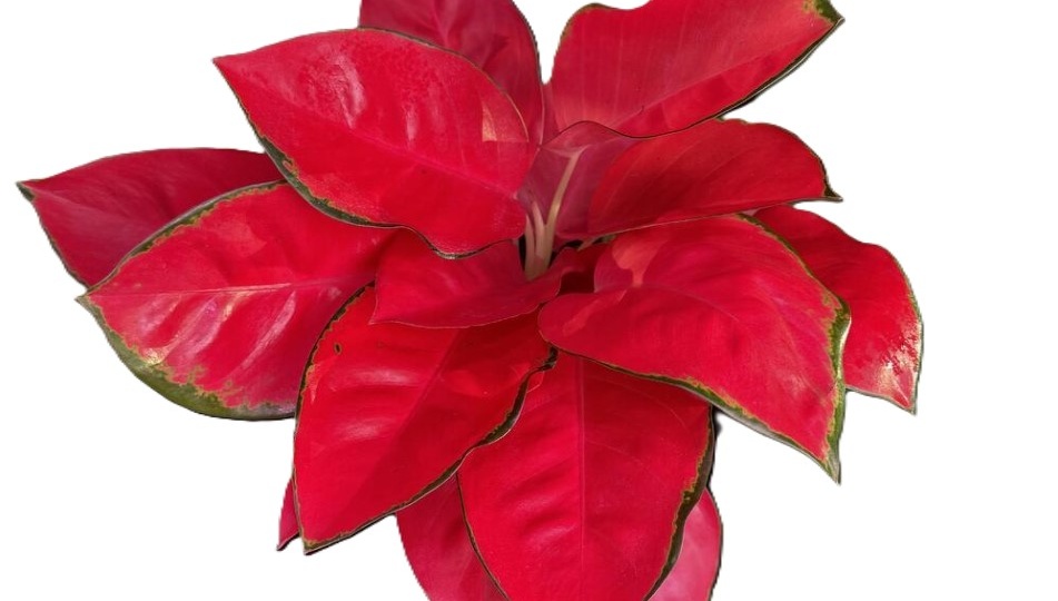 Аглаонема Чайна Ред: идеальное растение для вашего хюгге. Простой уход для роскошного вида