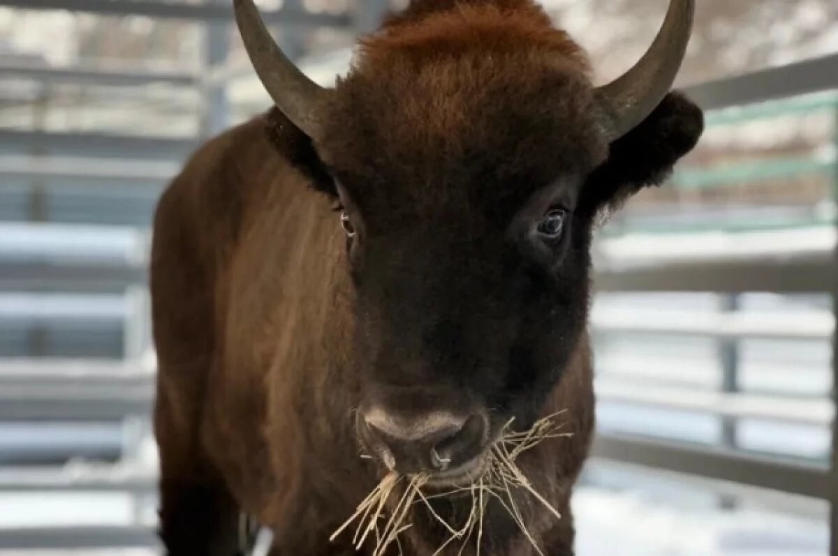    Для зубра в барнаульском зоопарке ищут невесту