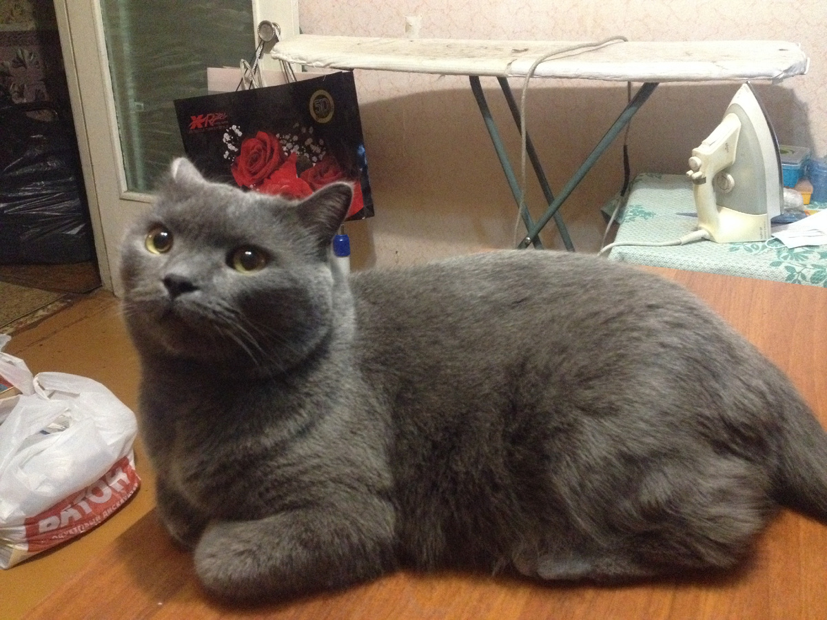 Фото автора. Кузенька во всей красе)