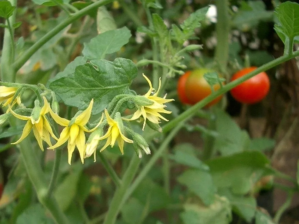 Декоративненько. И вкусненько, если знать, что есть