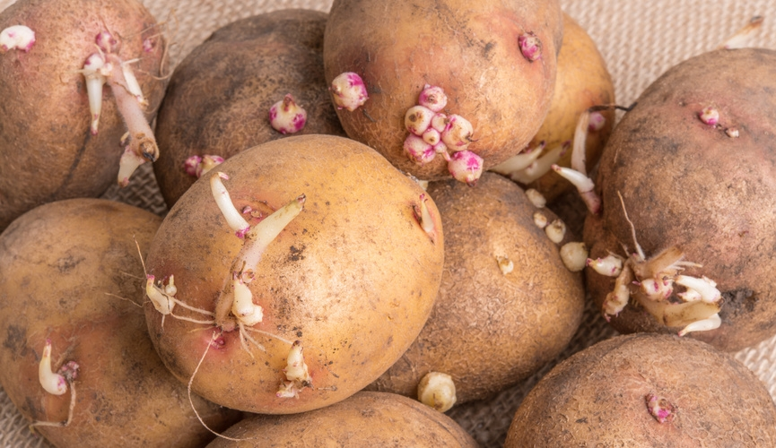 Картофель ядовит — и это хорошая новость