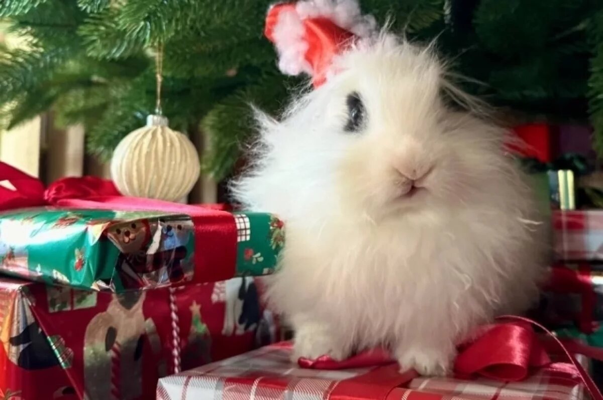    Больше 50 тысяч рублей на подарки потратят 6% жителей СКФО — опрос