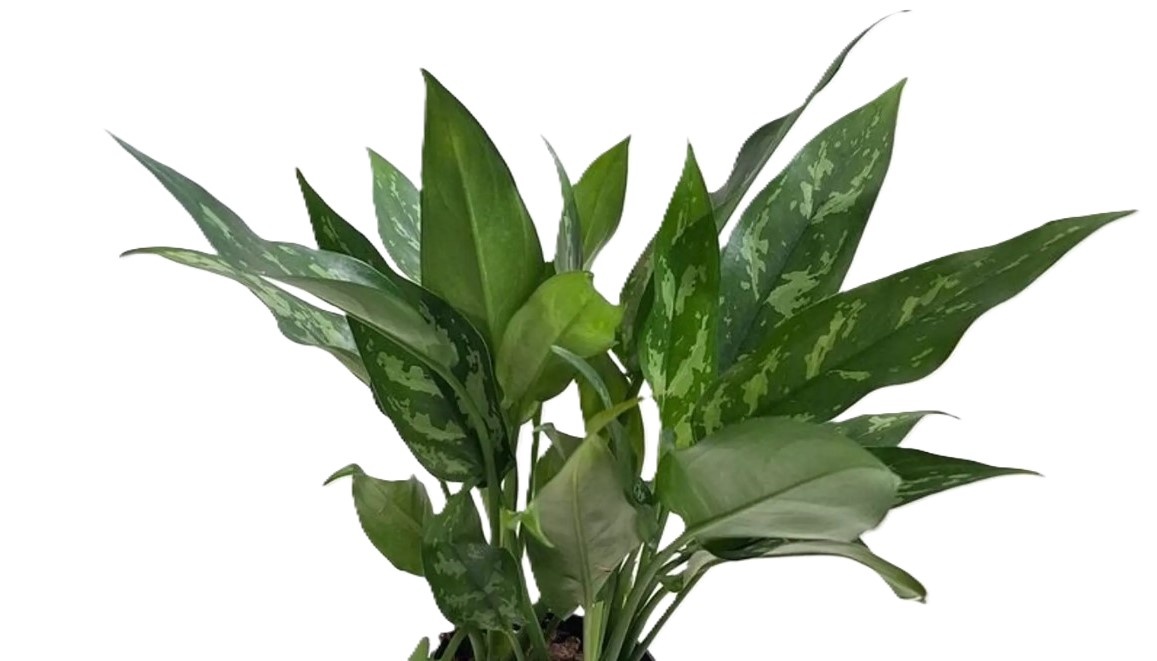 Aglaonema 'San Remo'