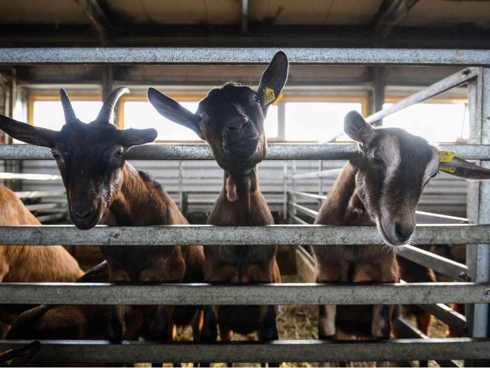    Фото: медиасток.рф