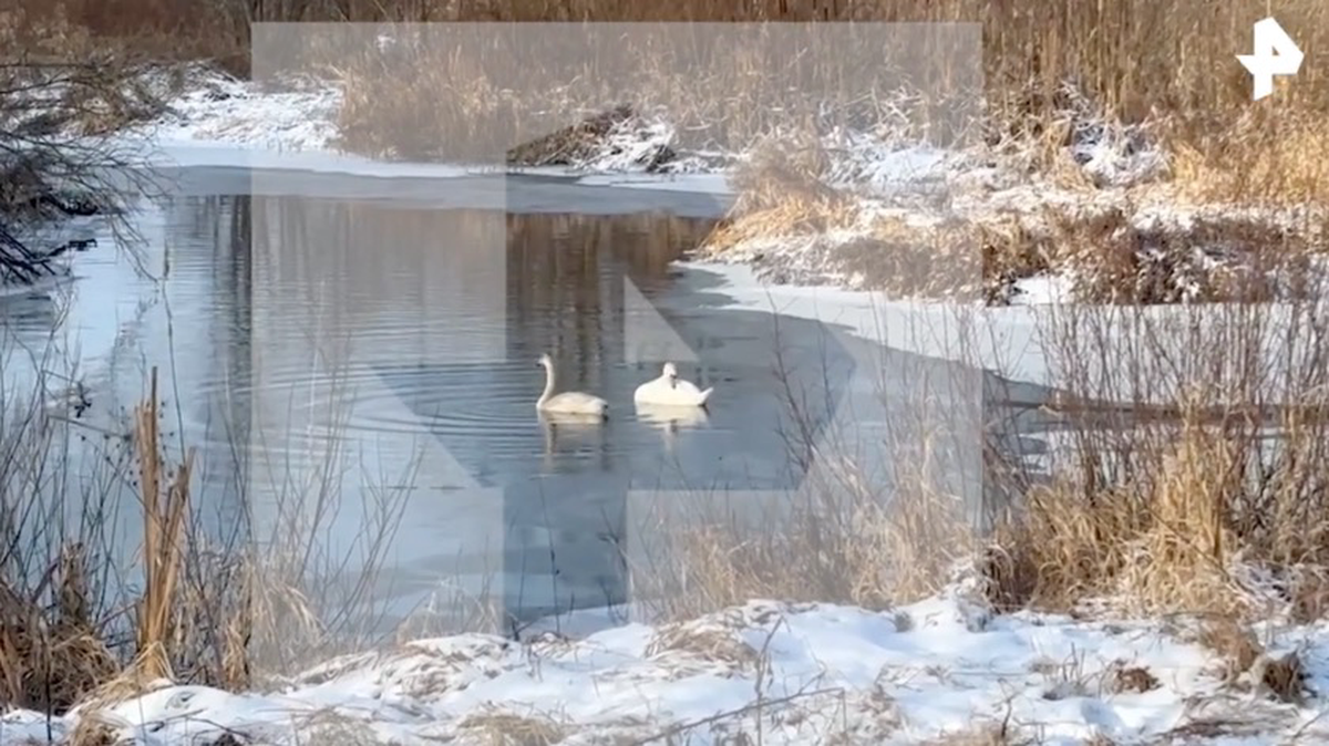    Фото: Telegram / РЕН ТВ Новости