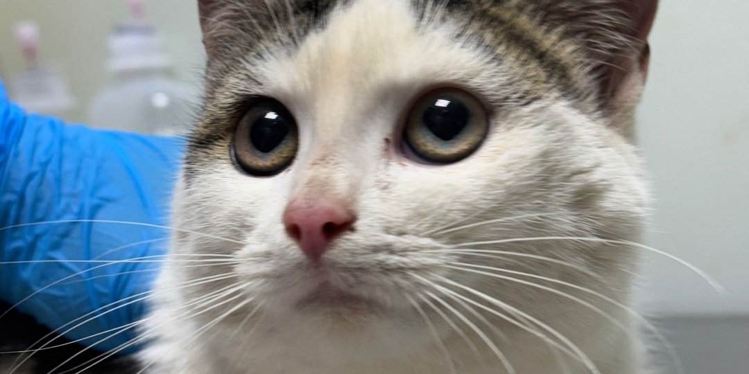 Подопечные, которым нужна помощь прямо сейчас