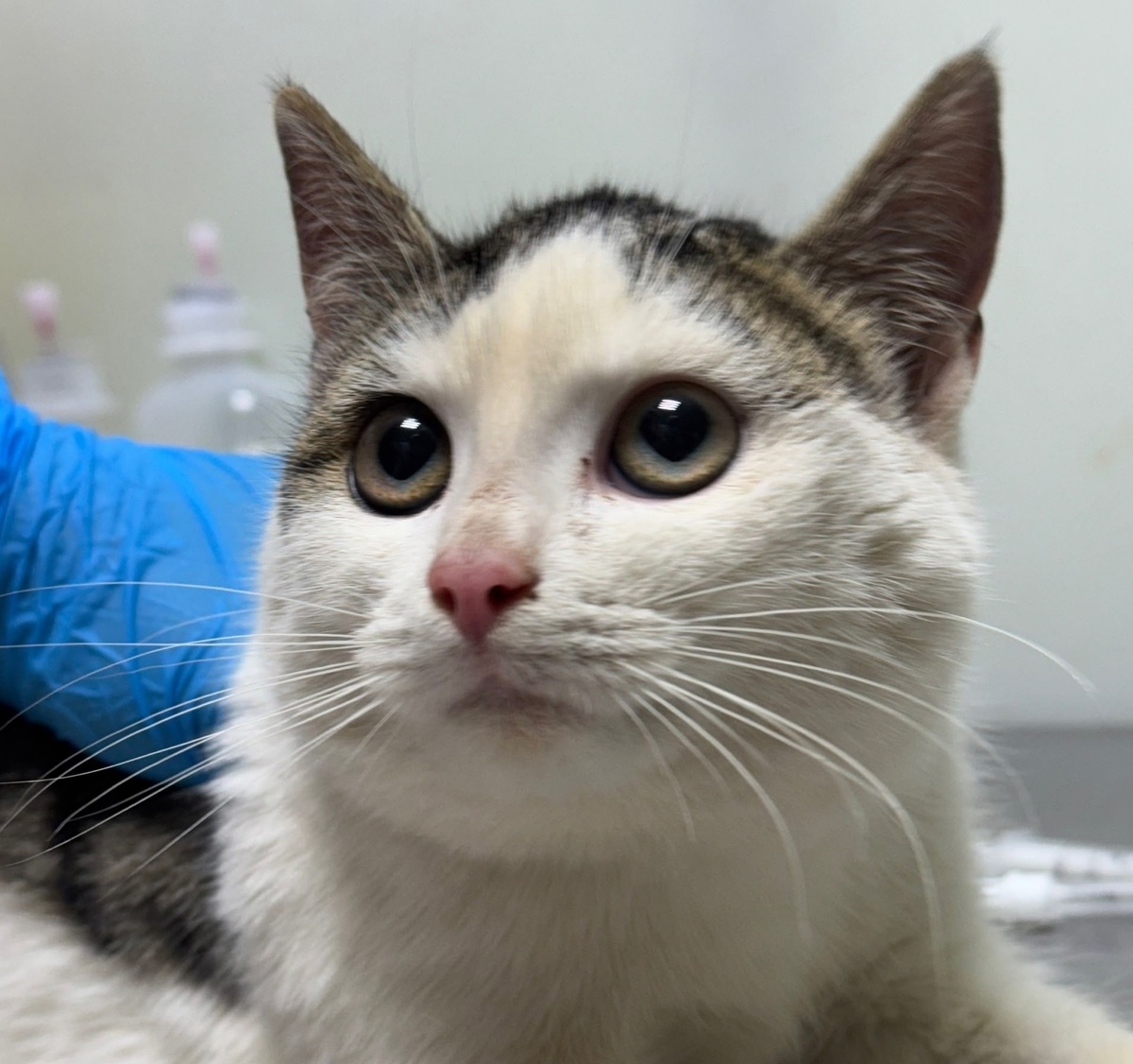 Милая Йоль приехала к нам с улицы.