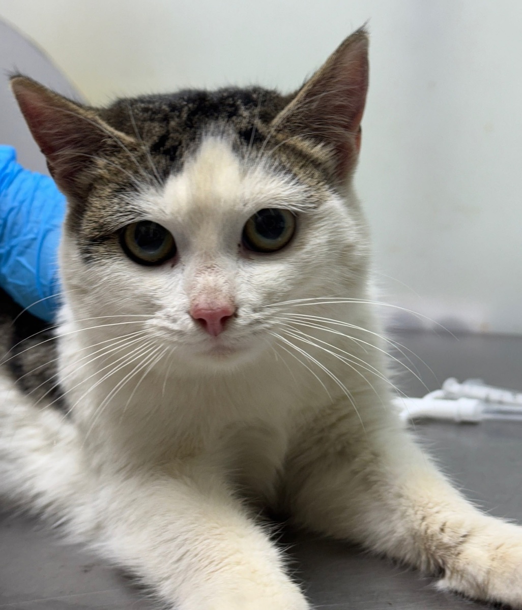 Йоль на осмотре в приюте.