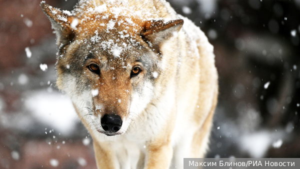     Фото: Максим Блинов/РИА Новости   
 Текст: Мария Иванова