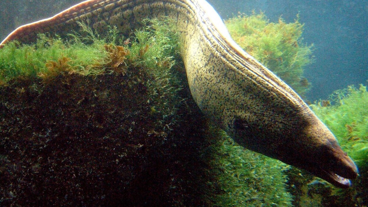    Фото: Fernando Losada Rodríguez/commons.wikimedia.org