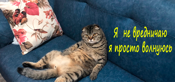 кошка дерет мебель и обои