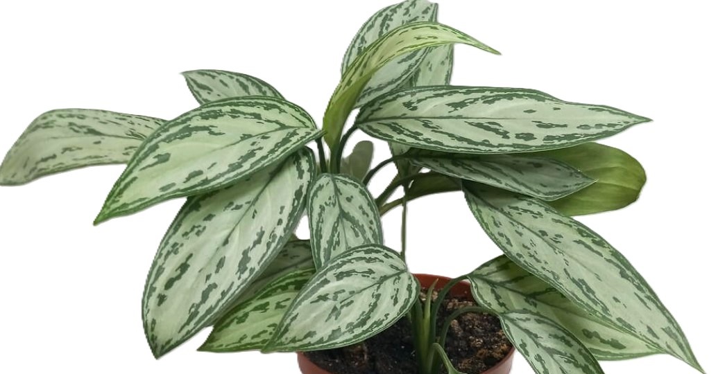 Аглаонема Сильвер Квин: простой уход за благородной красотой