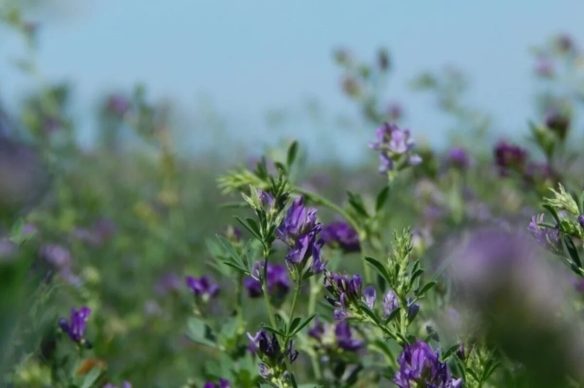    В Тюменской области готовят запуск производства кормов из люцерны
