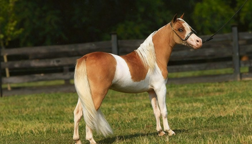 Американские миниатюрные лошади.