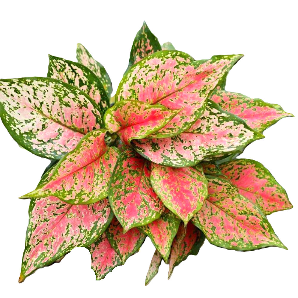 Aglaonema Red Valentine