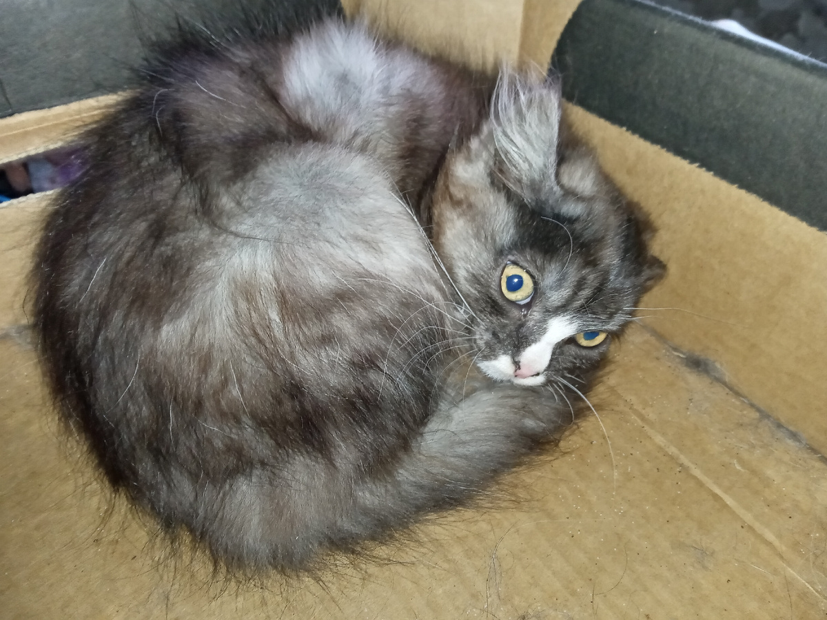 Киска в любом возрасте одинаково странная