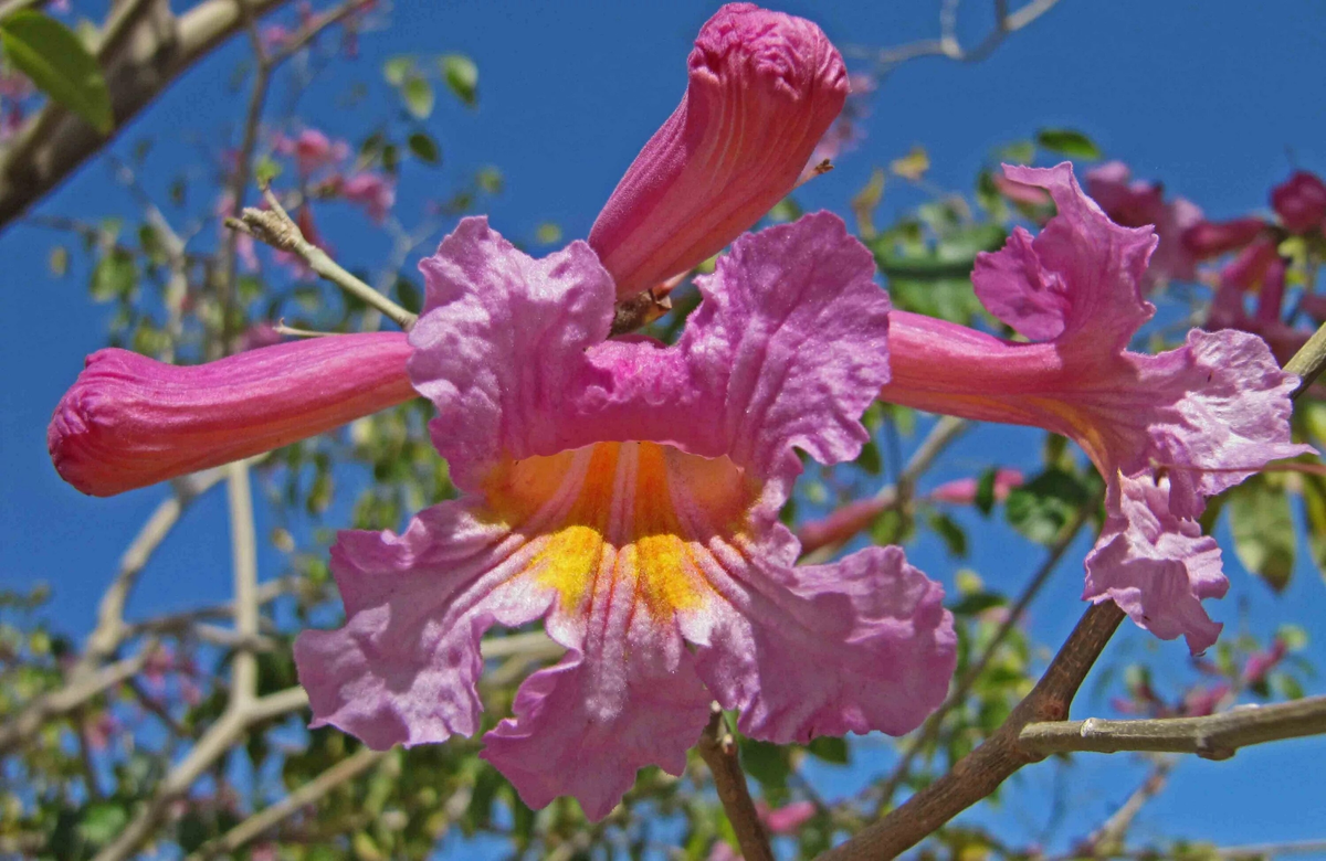 Цветы крупным планом. Красивые и ароматные.