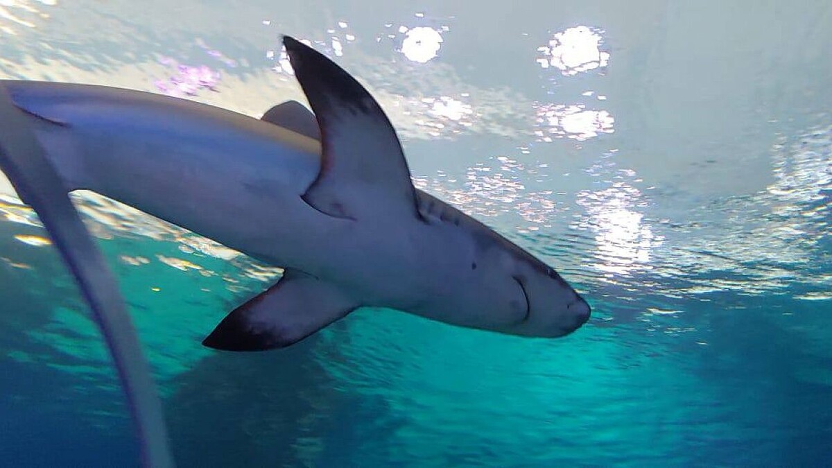    Фото: телеканал «Краснодар»